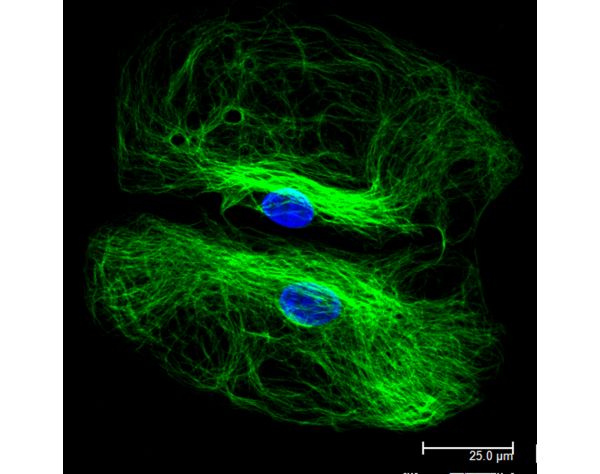 Horse Anti-Rabbit IgG Antibody (H+L), DyLight? 488