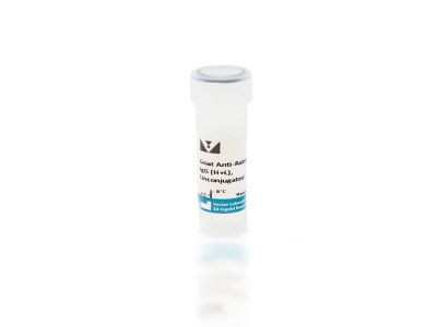 Goat Anti-Hamster IgG Antibody (H+L), Unconjugated