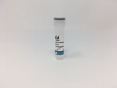 Goat Anti-Hamster IgG Antibody (H+L), Unconjugated