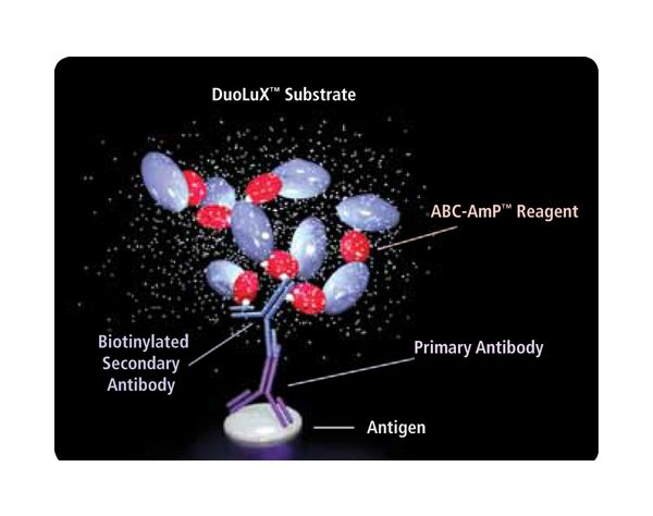 VECTASTAIN? ABC-AmP Reagent (Standard, Western Blot Detection)