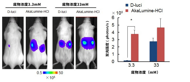 AkaLumine-HCl（TokeOni）                              實(shí)現(xiàn)生物體內(nèi)部深處成像