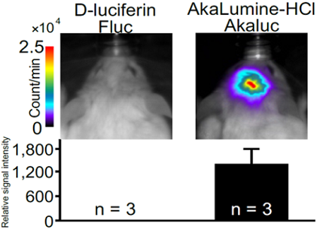 AkaLumine-HCl（TokeOni）                              實(shí)現(xiàn)生物體內(nèi)部深處成像