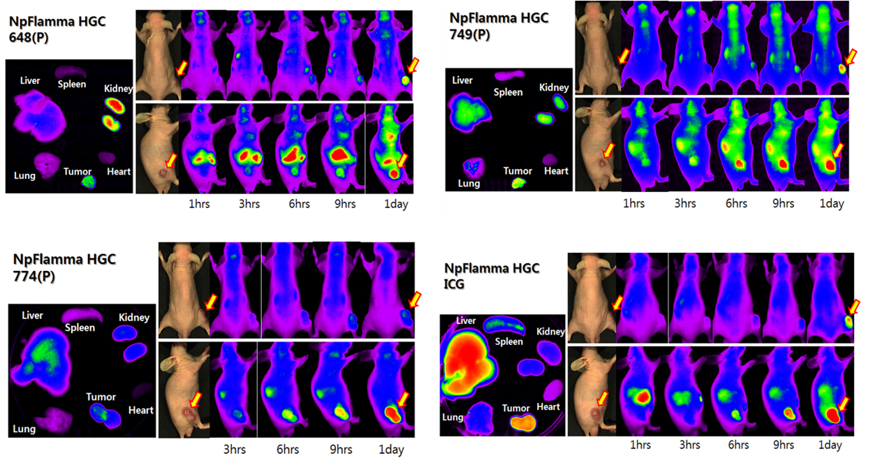 BioAct 體內(nèi)成像工具                              In Vivo Imaging Tools