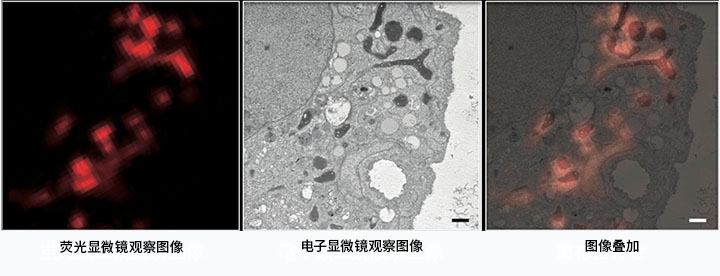 CLEM用熒光恢復(fù)試劑（TUK Solution for multicolor）