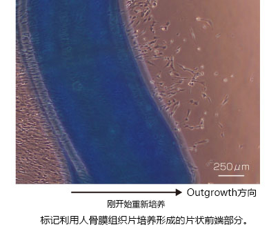 無(wú)DMSO的皮膚及神經(jīng)組織用冷藏保存液                              ThelioKeep?