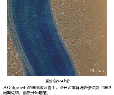 無(wú)DMSO的皮膚及神經(jīng)組織用冷藏保存液                              ThelioKeep?