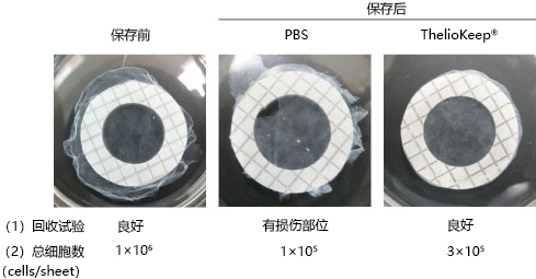 無(wú)DMSO的皮膚及神經(jīng)組織用冷藏保存液                              ThelioKeep?