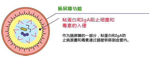 粘蛋白檢測(cè)試劑盒                              Mucin Assay Kit