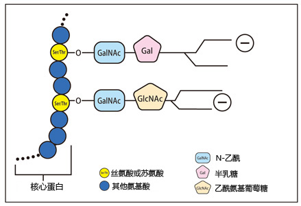 淚液粘蛋白檢測試劑盒                              Tear Mucin Assay kit