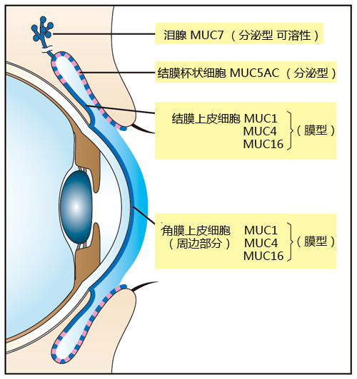 淚液粘蛋白檢測試劑盒                              Tear Mucin Assay kit