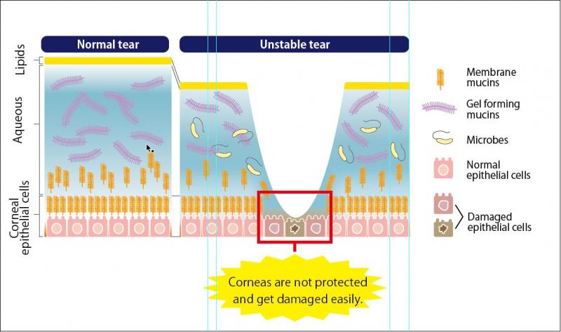 淚液粘蛋白檢測試劑盒                              Tear Mucin Assay kit