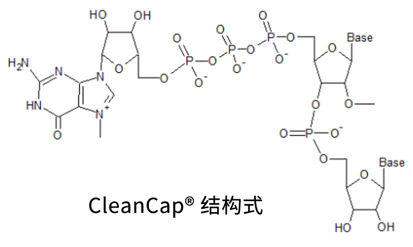 CleanCap??mRNA                              含Capping結(jié)構(gòu)的高活性mRNA