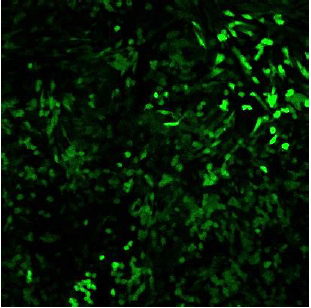 CleanCap??mRNA                              含Capping結(jié)構(gòu)的高活性mRNA