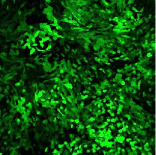 CleanCap??mRNA                              含Capping結(jié)構(gòu)的高活性mRNA