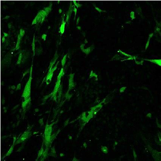 CleanCap??mRNA                              含Capping結(jié)構(gòu)的高活性mRNA