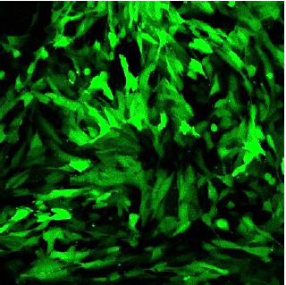 CleanCap??mRNA                              含Capping結(jié)構(gòu)的高活性mRNA