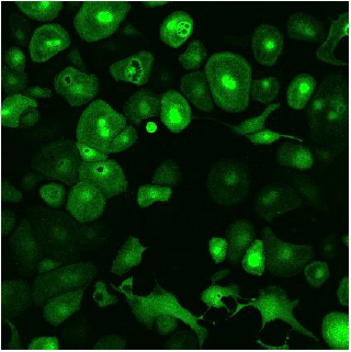 CleanCap??mRNA                              含Capping結(jié)構(gòu)的高活性mRNA