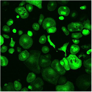 CleanCap??mRNA                              含Capping結(jié)構(gòu)的高活性mRNA