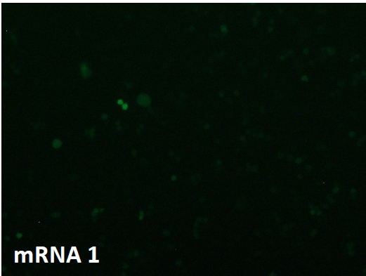 CleanCap??mRNA                              含Capping結(jié)構(gòu)的高活性mRNA