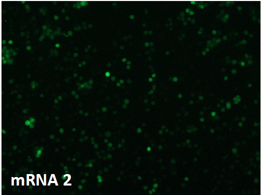 CleanCap??mRNA                              含Capping結(jié)構(gòu)的高活性mRNA