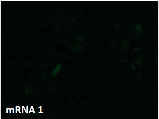 CleanCap??mRNA                              含Capping結(jié)構(gòu)的高活性mRNA