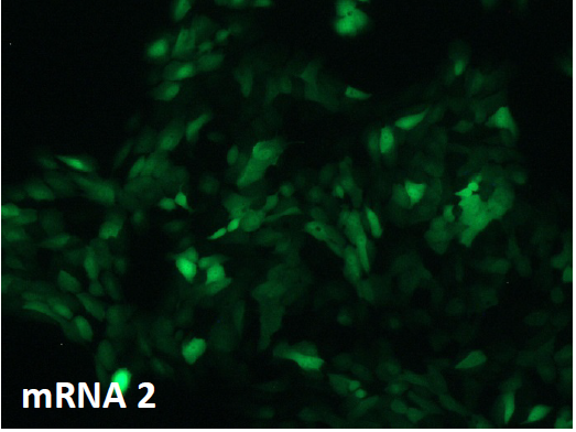 CleanCap??mRNA                              含Capping結(jié)構(gòu)的高活性mRNA