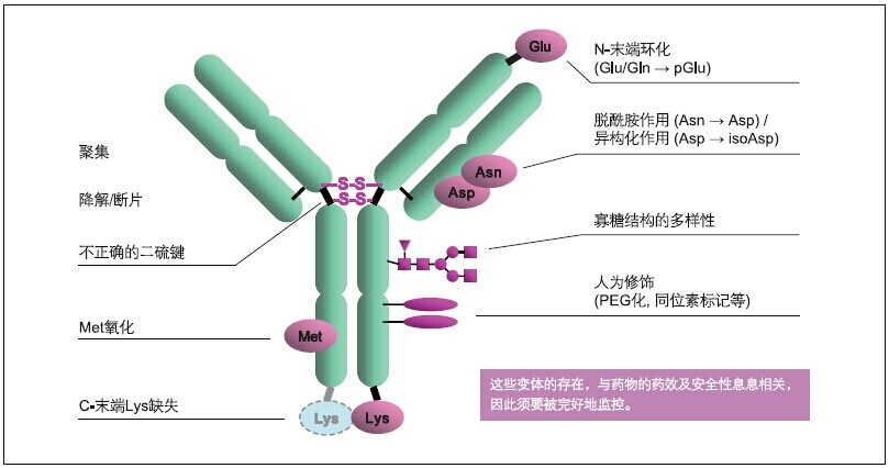 抗體純化用親和層析填料